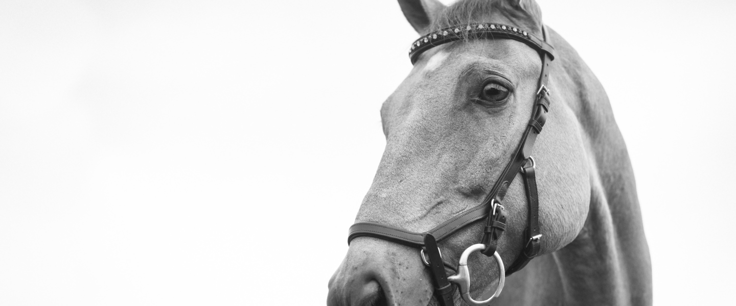 Прогулки на лошадях