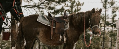 Прогулки на лошадях